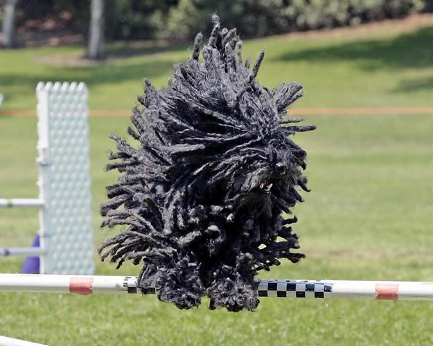 匈牙利牧羊犬
