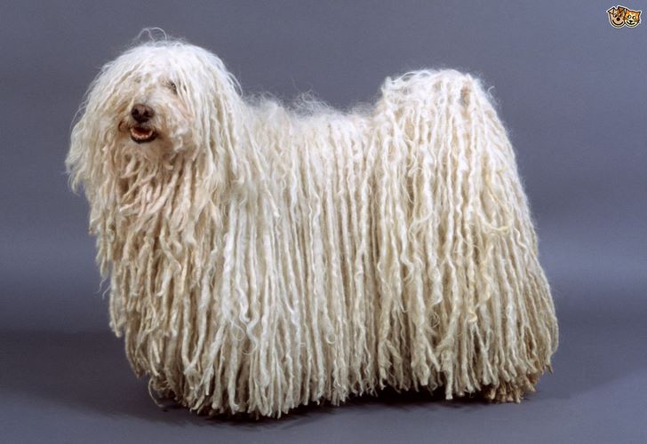 匈牙利牧羊犬