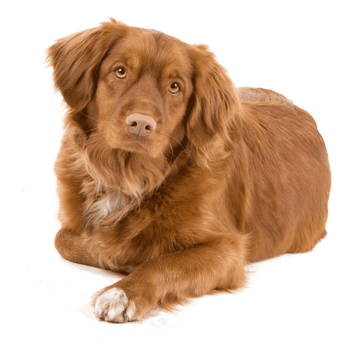 新斯科舍猎鸭寻猎犬