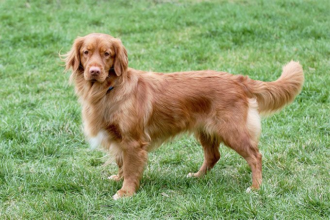 新斯科舍猎鸭寻猎犬