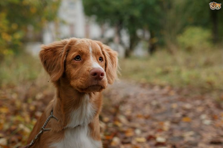新斯科舍猎鸭寻猎犬