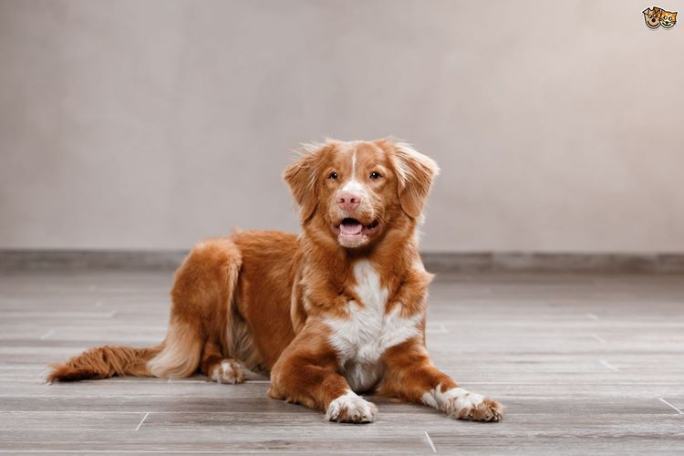 新斯科舍猎鸭寻猎犬