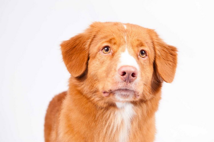 新斯科舍猎鸭寻猎犬