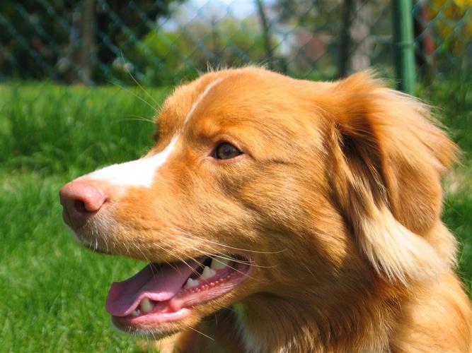 新斯科舍猎鸭寻猎犬