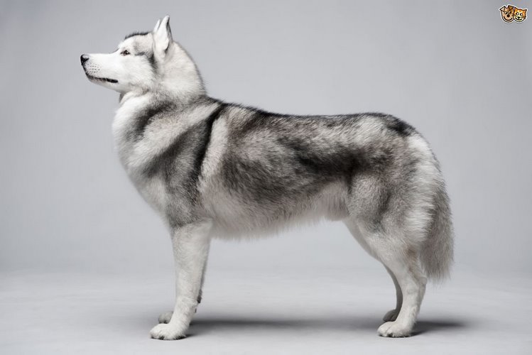 西伯利亚雪撬犬