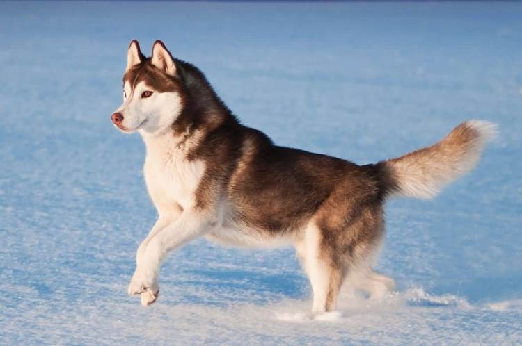 西伯利亚雪撬犬