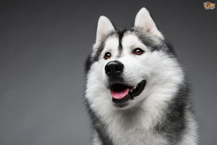 西伯利亚雪撬犬