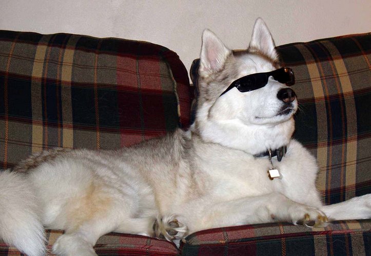 西伯利亚雪撬犬