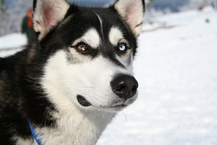 西伯利亚雪撬犬