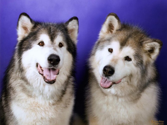 西伯利亚雪撬犬