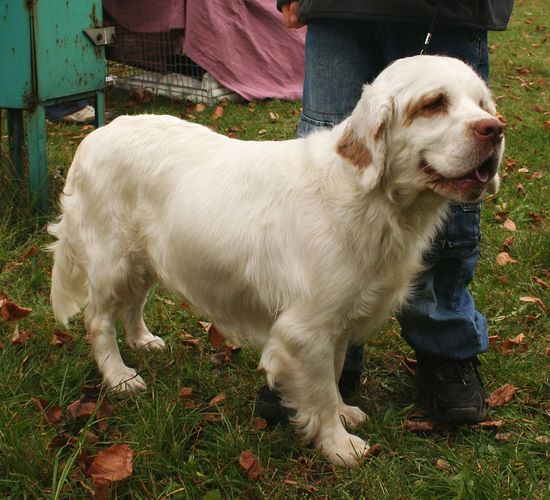西班牙小猎犬