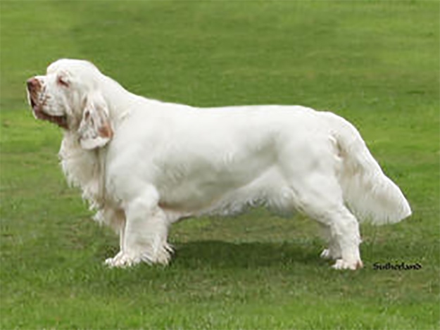 西班牙小猎犬