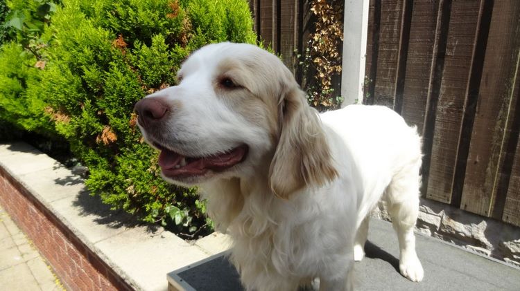西班牙小猎犬