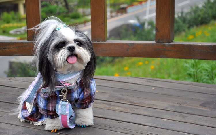 西施犬