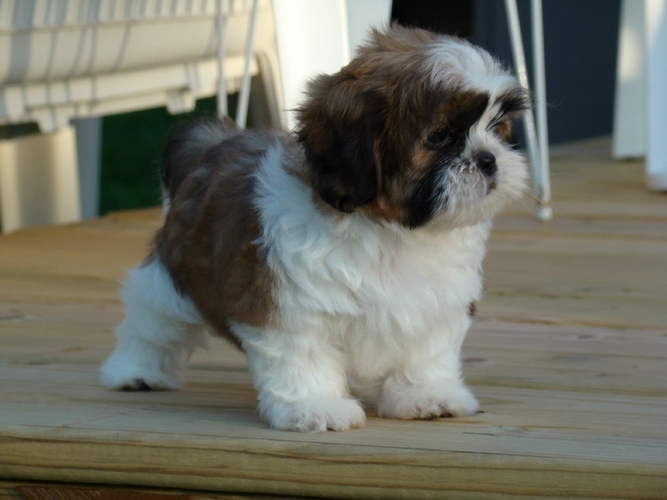 西施犬