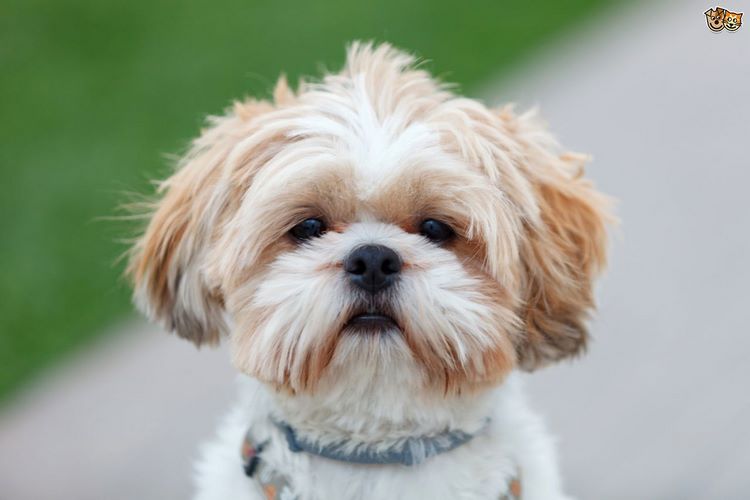 西施犬