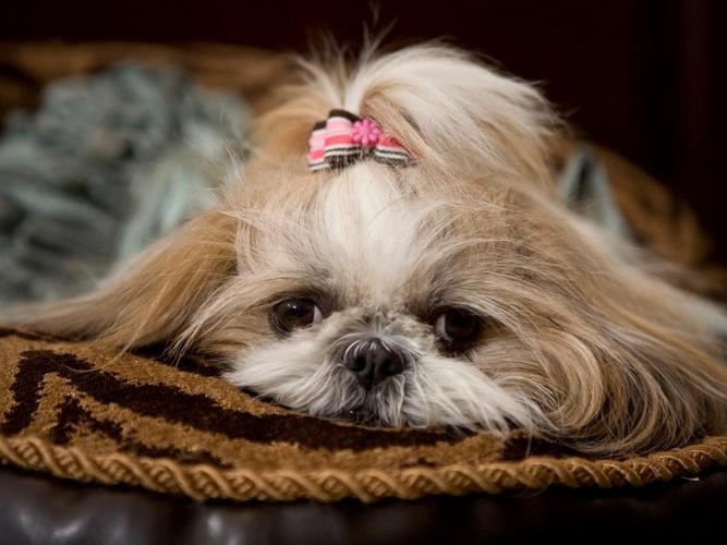 西施犬