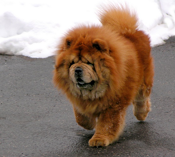 熊狮犬
