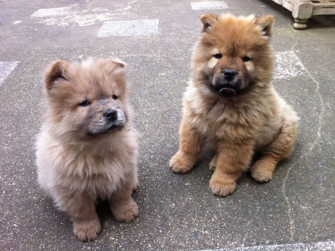 熊狮犬