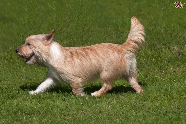 小型葡萄牙波登可犬