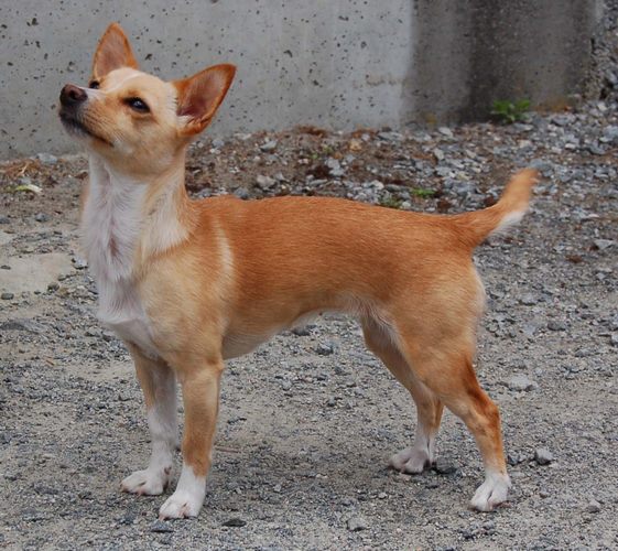 小型葡萄牙波登可犬