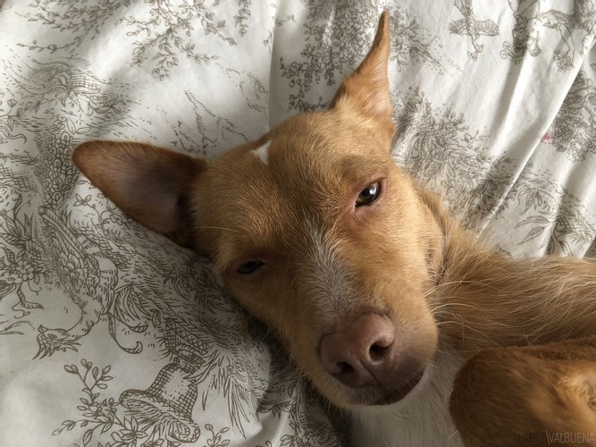 小型葡萄牙波登可犬