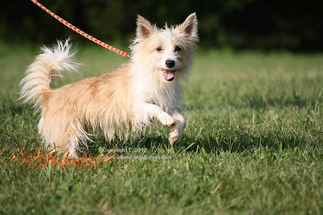 小型葡萄牙波登可犬