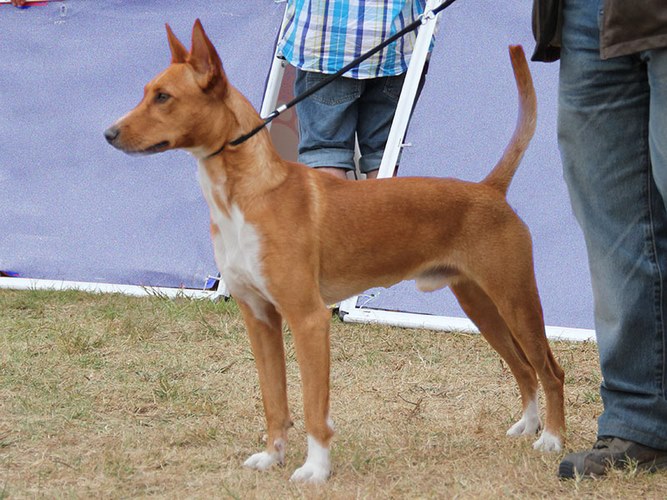 小型葡萄牙波登可犬