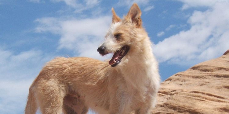 小型葡萄牙波登可犬