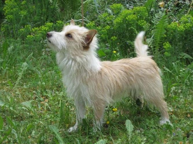 小型葡萄牙波登可犬