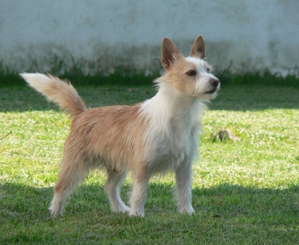 小型葡萄牙波登可犬