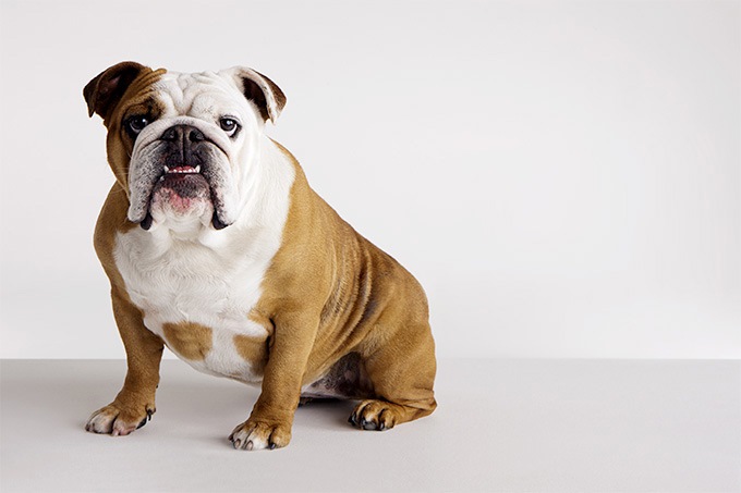 英国斗牛犬