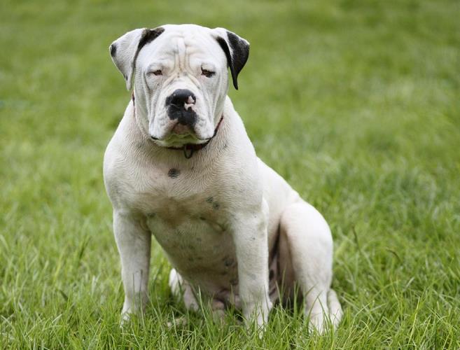 英国斗牛犬