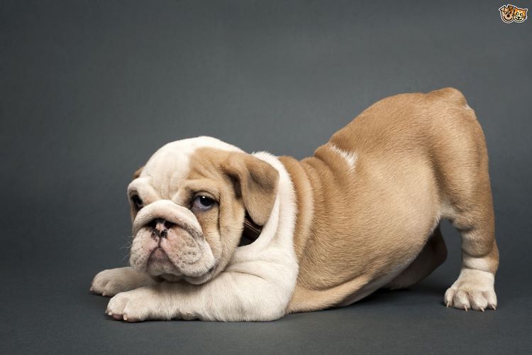 英国斗牛犬