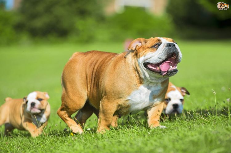 英国斗牛犬