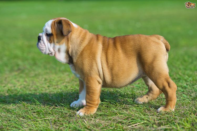 英国斗牛犬