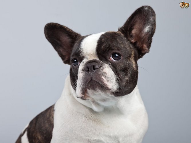 英国斗牛犬