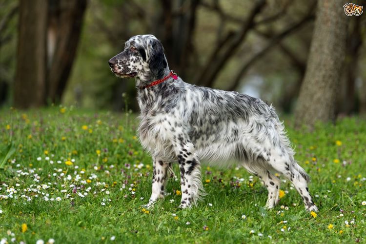 英国赛特犬