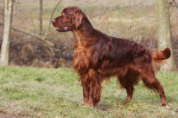 英国赛特犬