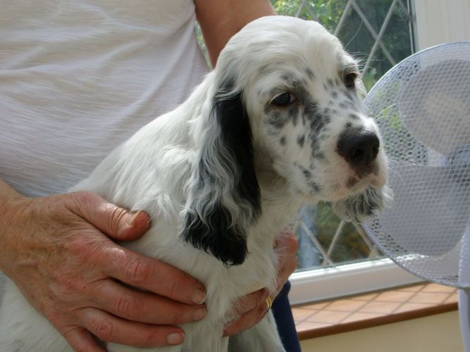 英国赛特犬