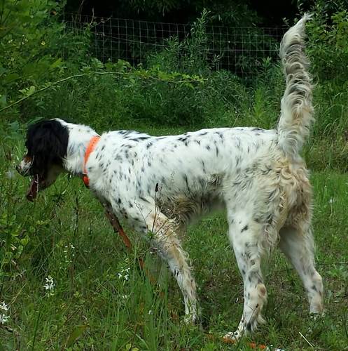 英国赛特犬