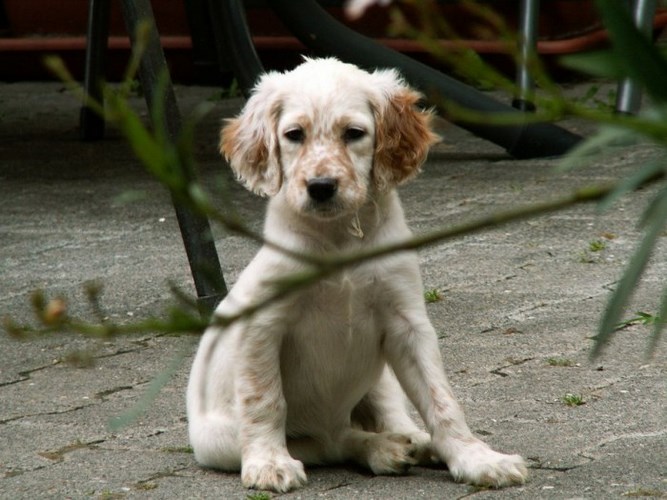 英格兰雪达犬