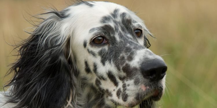 英格兰雪达犬