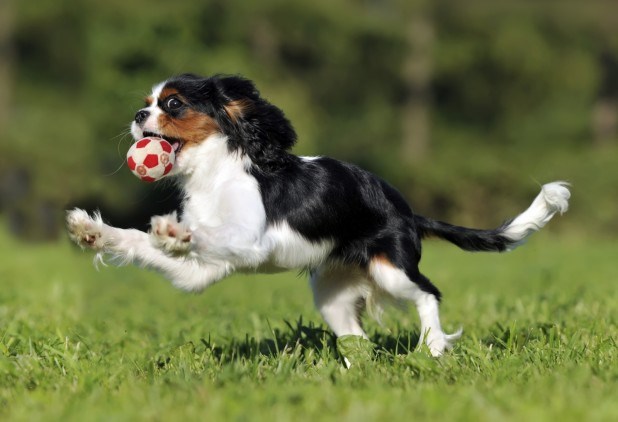 英国玩具犬