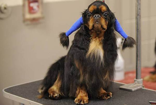 英国玩具犬