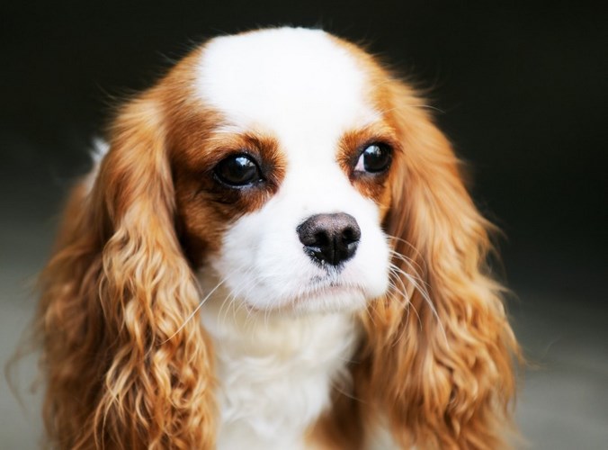 英国玩具犬