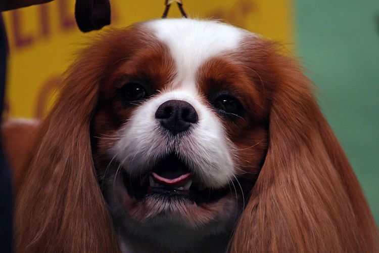 英国玩具犬