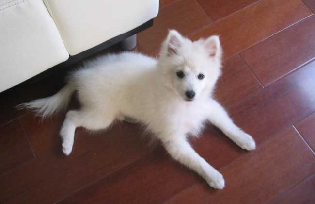 银狐犬