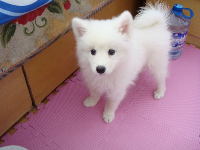银狐犬