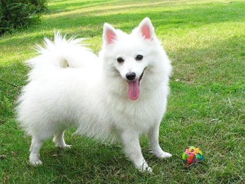 银狐犬